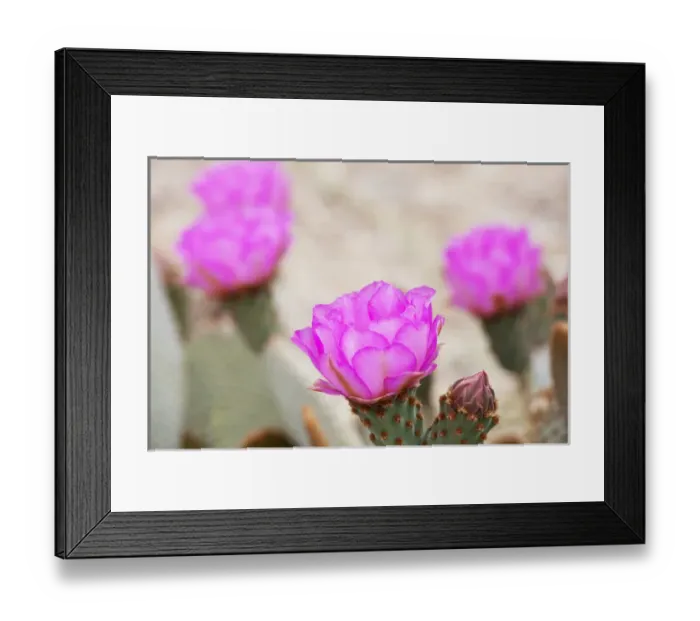 Framed Print : CA, Joshua Tree NP, flowering Beavertail cactus Framed Print : CA, Joshua Tree NP, flowering Beavertail cactus