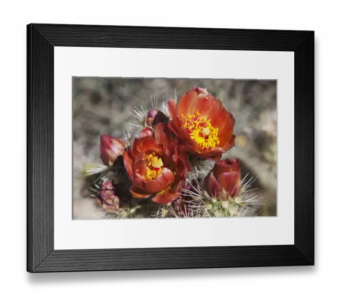 Framed Print : CA, Anza-Borrego Desert State Park, Wolfs cholla Framed Print : CA, Anza-Borrego Desert State Park, Wolfs cholla