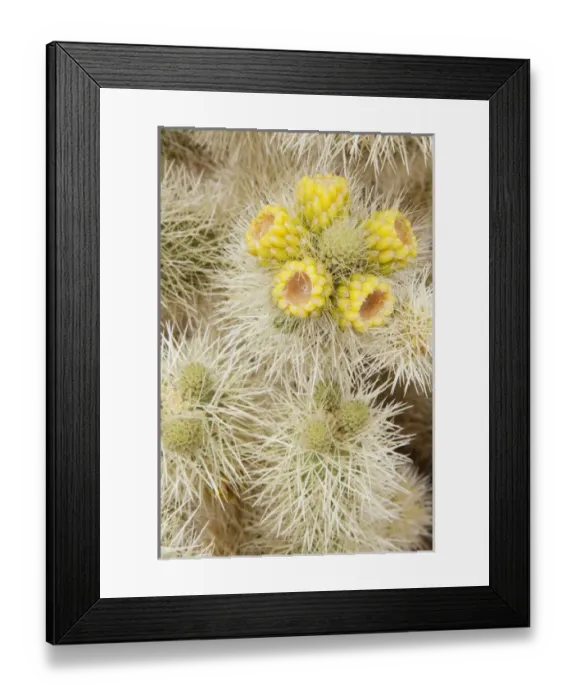 Framed Print : CA, Joshua Tree NP, flowering Teddy Bear cholla cactus Framed Print : CA, Joshua Tree NP, flowering Teddy Bear cholla cactus