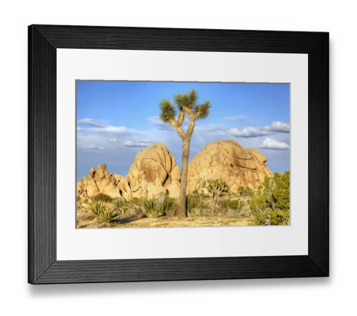 Framed Print : Joshua Tree NP, granite rock formation and Joshua tree Framed Print : Joshua Tree NP, granite rock formation and Joshua tree
