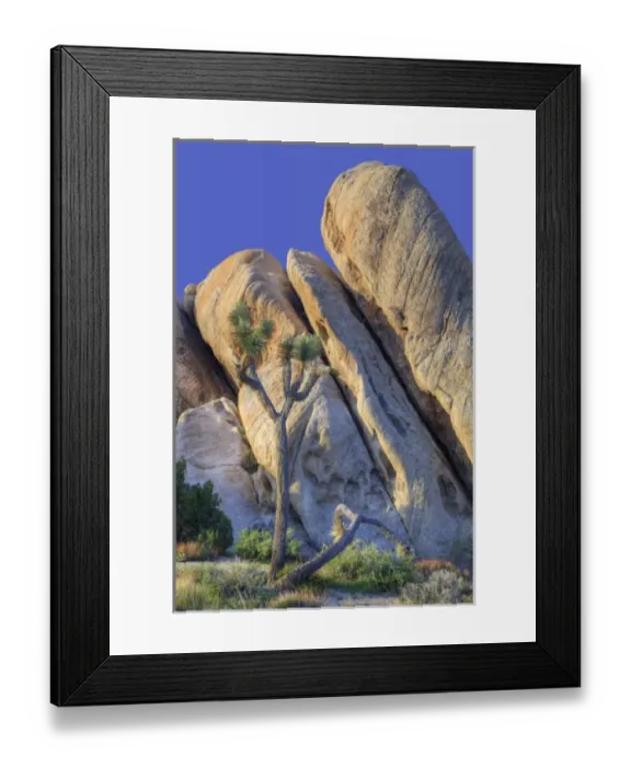Framed Print : Joshua Tree NP, granite rock formation and Joshua tree Framed Print : Joshua Tree NP, granite rock formation and Joshua tree