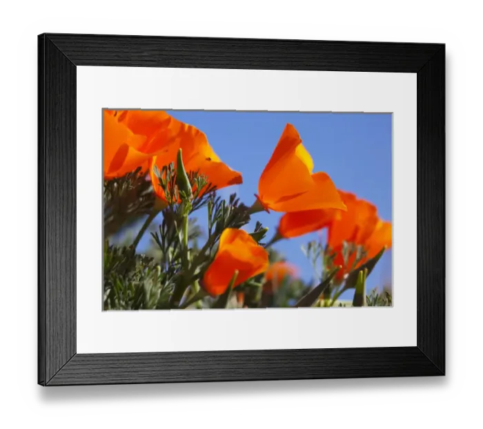 Framed Print : CA, Antelope Valley near Lancaster, poppies and blue sky Framed Print : CA, Antelope Valley near Lancaster, poppies and blue sky