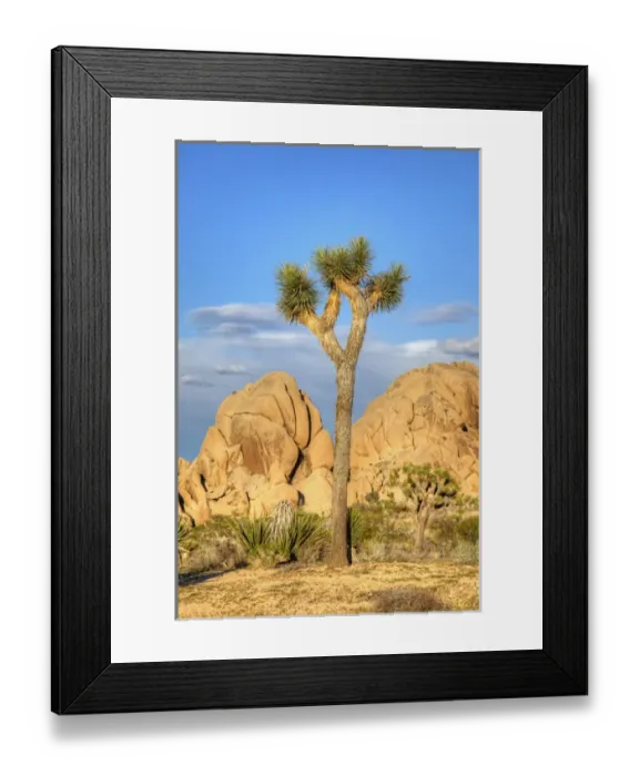 Framed Print : Joshua Tree NP, granite rock formation and Joshua tree Framed Print : Joshua Tree NP, granite rock formation and Joshua tree