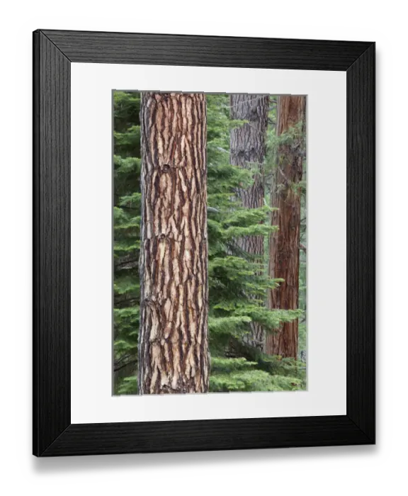 Framed Print : CA, Yosemite NP, Ponderosa pine and Incense cedar trees Framed Print : CA, Yosemite NP, Ponderosa pine and Incense cedar trees