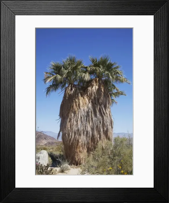 Framed Print : CA, Anza-Borrego Desert State Park, California fan palm tree Framed Print : CA, Anza-Borrego Desert State Park, California fan palm tree