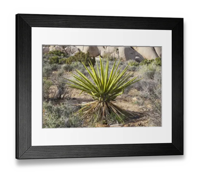 Framed Print : Joshua Tree NP, Mojave yucca plant with granite rock formation Framed Print : Joshua Tree NP, Mojave yucca plant with granite rock formation