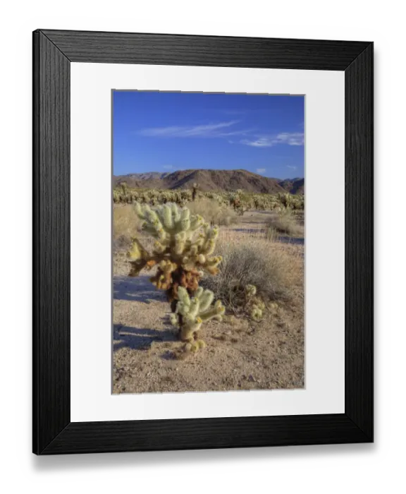 Framed Print : CA, Joshua Tree NP, Cholla Cactus Garden with Teddy bear cactus Framed Print : CA, Joshua Tree NP, Cholla Cactus Garden with Teddy bear cactus