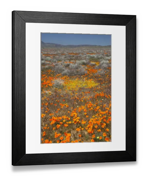 Framed Print : CA, Antelope Valley near Lancaster, Poppy and Goldfield flowers Framed Print : CA, Antelope Valley near Lancaster, Poppy and Goldfield flowers