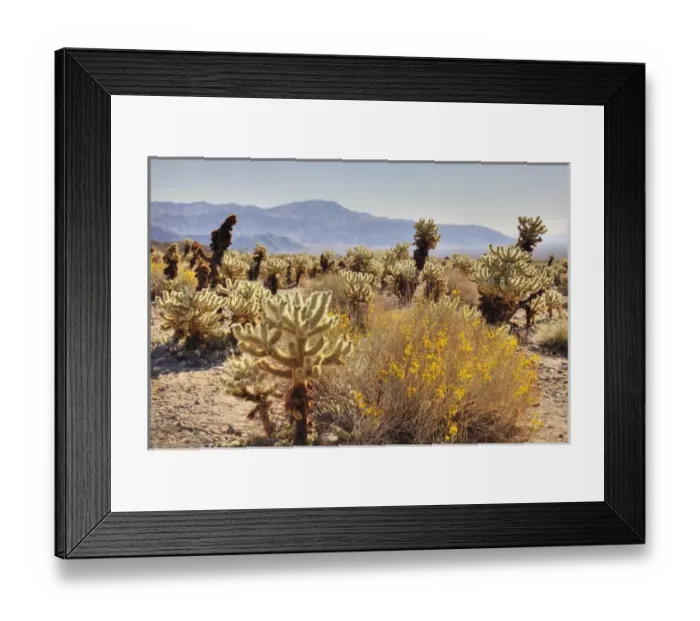 Framed Print : CA, Joshua Tree NP, Cholla Cactus Garden with Teddy bear cactus Framed Print : CA, Joshua Tree NP, Cholla Cactus Garden with Teddy bear cactus
