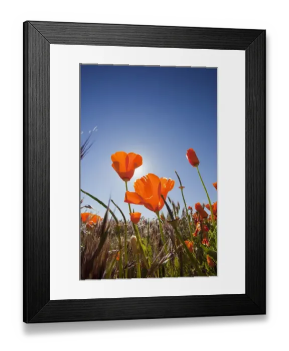 Framed Print : CA, Antelope Valley near Lancaster, Poppies with sun and blue sky Framed Print : CA, Antelope Valley near Lancaster, Poppies with sun and blue sky
