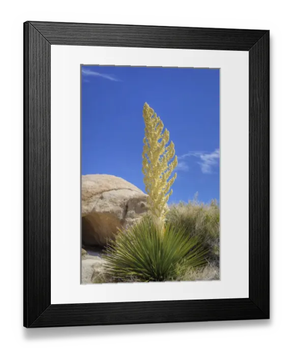 Framed Print : Joshua Tree NP, Parrys Nolina plant with granite rock formation Framed Print : Joshua Tree NP, Parrys Nolina plant with granite rock formation