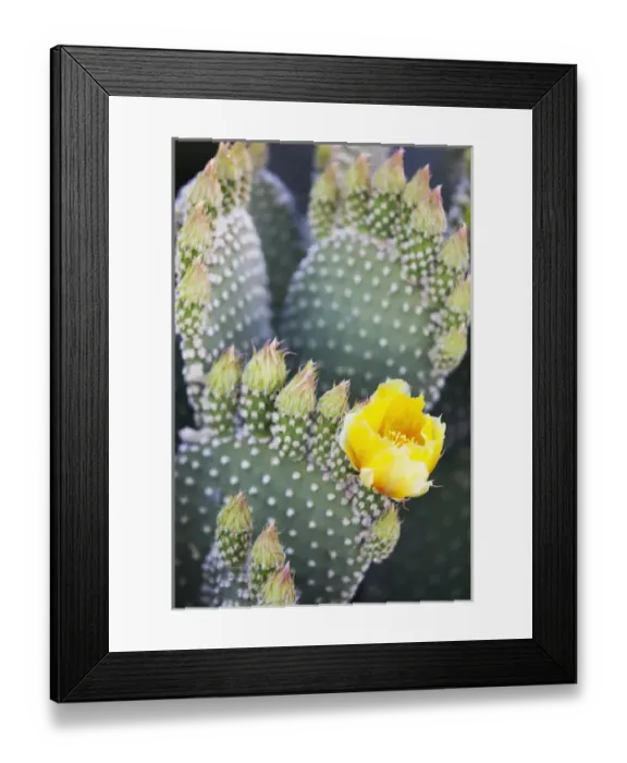 Framed Print : CA, Anza-Borrego Desert State Park, Angels wings or Bunny ears cactus Framed Print : CA, Anza-Borrego Desert State Park, Angels wings or Bunny ears cactus