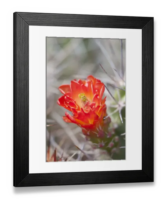 Framed Print : CA, Joshua Tree NP, flowering Claret cup cactus (also called Hedgehog or Mojave mound Framed Print : CA, Joshua Tree NP, flowering Claret cup cactus (also called Hedgehog or Mojave mound