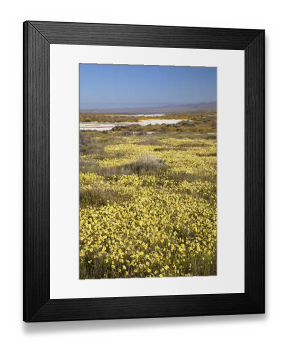 Framed Print : CA, Carrizo Plain NM, Carrizo Plain with spring wildflowers (Yellow Tidy Tips)
