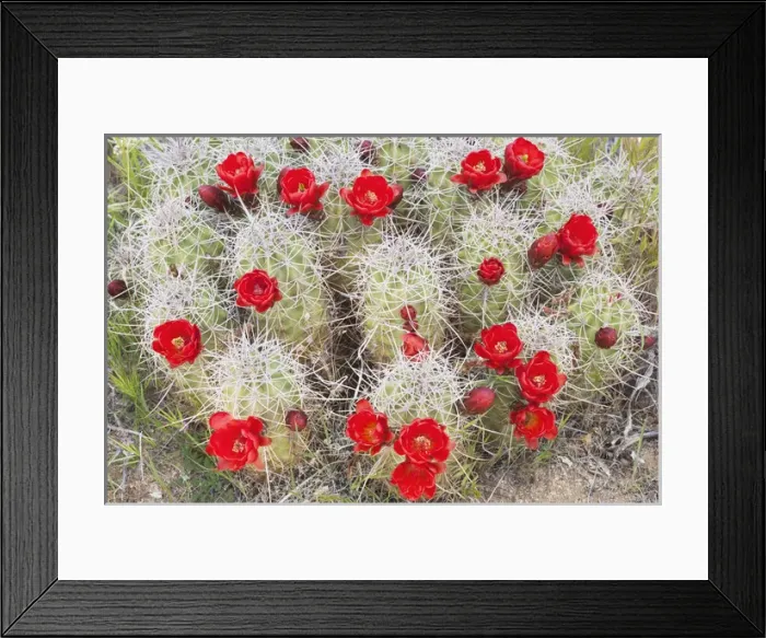 Framed Print : CA, Joshua Tree NP, flowering Claret cup cactus (also called Hedgehog or Mojave mound Framed Print : CA, Joshua Tree NP, flowering Claret cup cactus (also called Hedgehog or Mojave mound