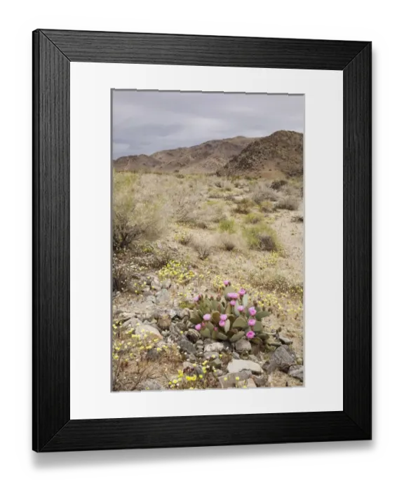 Framed Print : CA, Joshua Tree NP, Pinto Basin with Desert Dandelion and flowering Beavertail cactus
