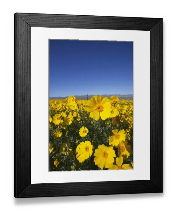 Framed Print : CA, Carrizo Plain NM, Carrizo Plain with Temblor Range and spring wildflowers (Bigelow s