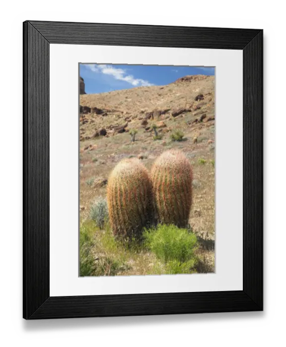 Framed Print : CA, Mojave National Preserve, barrel cactus plants along Rings Loop Trail at Hole-in-the-Wall