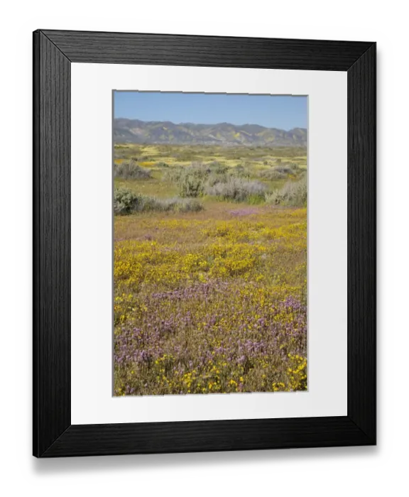 Framed Print : CA, Carrizo Plain NM, Carrizo Plain with Temblor Range and spring wildflowers (Purple Framed Print : CA, Carrizo Plain NM, Carrizo Plain with Temblor Range and spring wildflowers (Purple