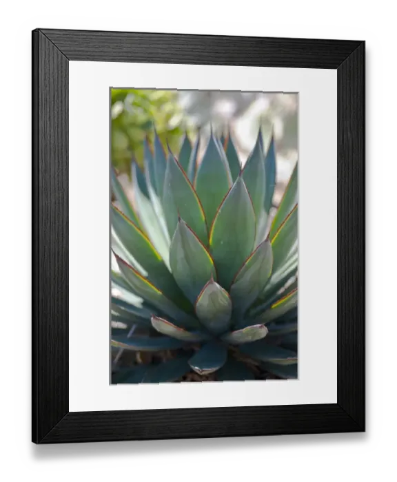 Framed Print : North America, California, San Diego. Succulent plants are water-retaining plants Framed Print : North America, California, San Diego. Succulent plants are water-retaining plants
