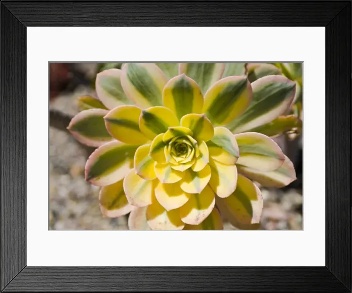 Framed Print : North America, California, San Diego. Succulent plants are water-retaining plants Framed Print : North America, California, San Diego. Succulent plants are water-retaining plants