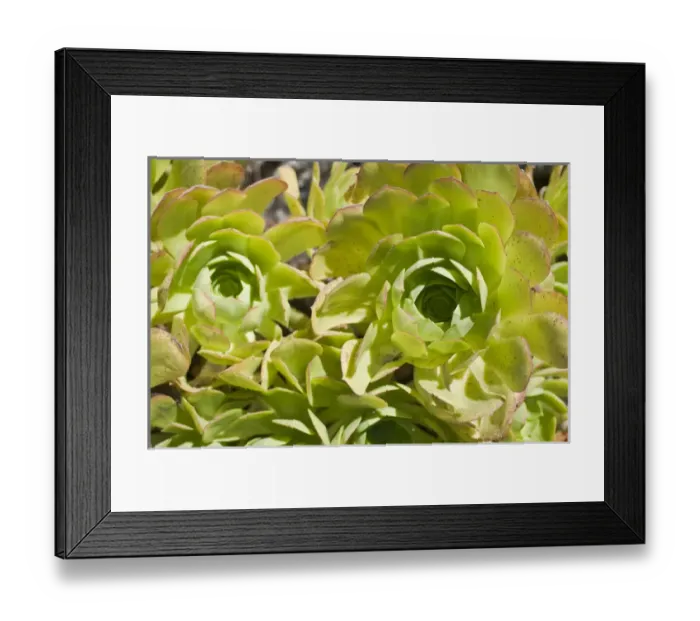 Framed Print : North America, California, San Diego. Succulent plants Framed Print : North America, California, San Diego. Succulent plants