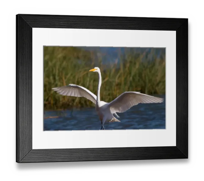 Framed Print : Egret, wings open, Marin Headlands, CA Framed Print : Egret, wings open, Marin Headlands, CA