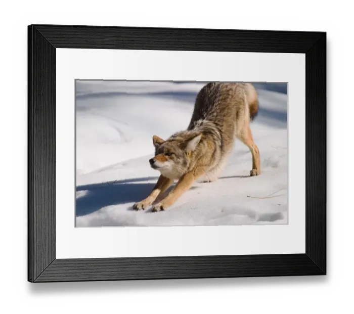 Framed Print : Coyote stretching, Yosemite National Park, CA, USA Framed Print : Coyote stretching, Yosemite National Park, CA, USA