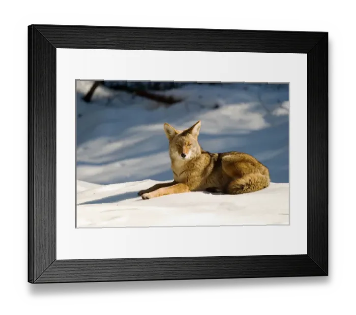 Framed Print : Coyote, Yosemite National Park, CA, USA Framed Print : Coyote, Yosemite National Park, CA, USA