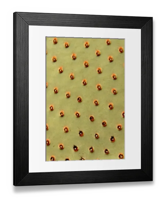 Framed Print : USA, California, San Diego County. Beavertail Cactus in Anza-Borrego Desert State Park Framed Print : USA, California, San Diego County. Beavertail Cactus in Anza-Borrego Desert State Park