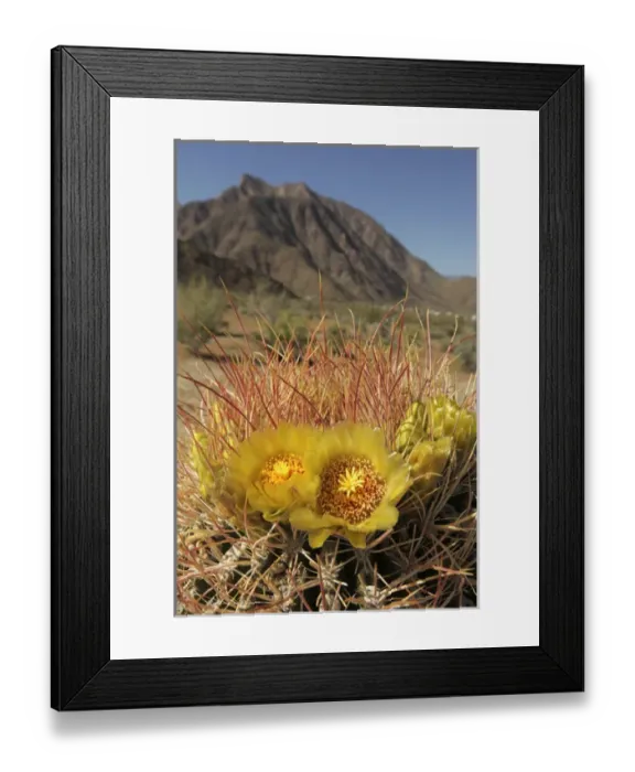 Framed Print : USA, California, San Diego County. Blooming Barrel Cactus at Anza-Borrego Desert Framed Print : USA, California, San Diego County. Blooming Barrel Cactus at Anza-Borrego Desert