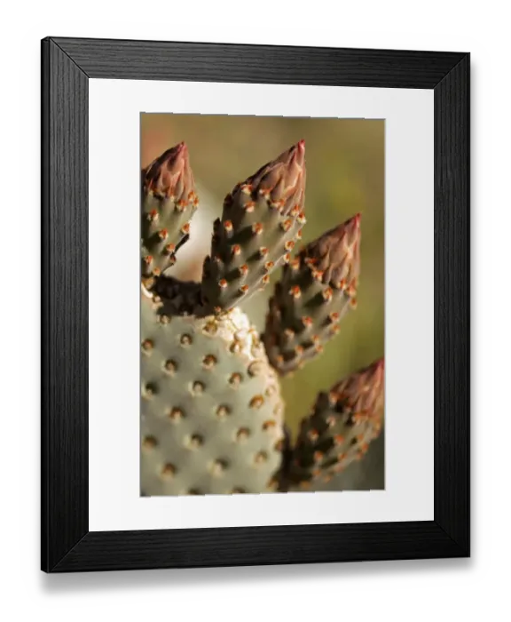 Framed Print : USA, California, San Diego County. Beavertail Cactus ready to bloom in Anza-Borrego