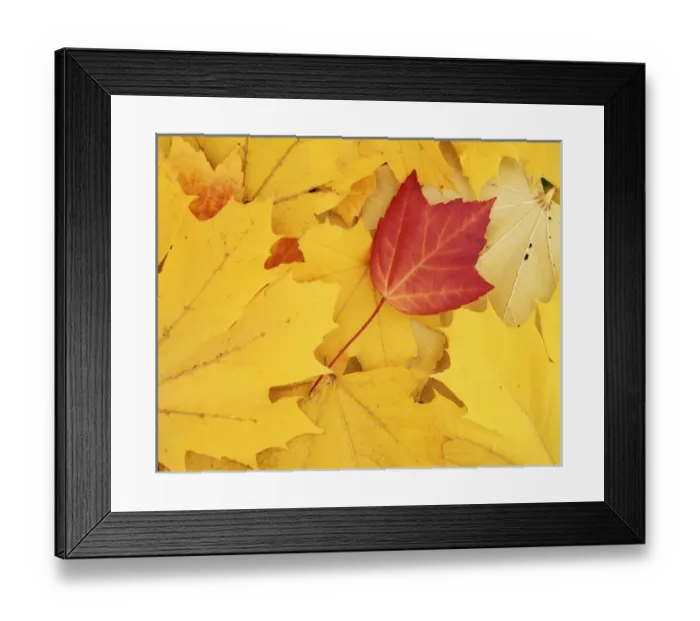 Framed Print : USA, Washington, Finch Arboretum, Red and Sugar Maple leaves Framed Print : USA, Washington, Finch Arboretum, Red and Sugar Maple leaves