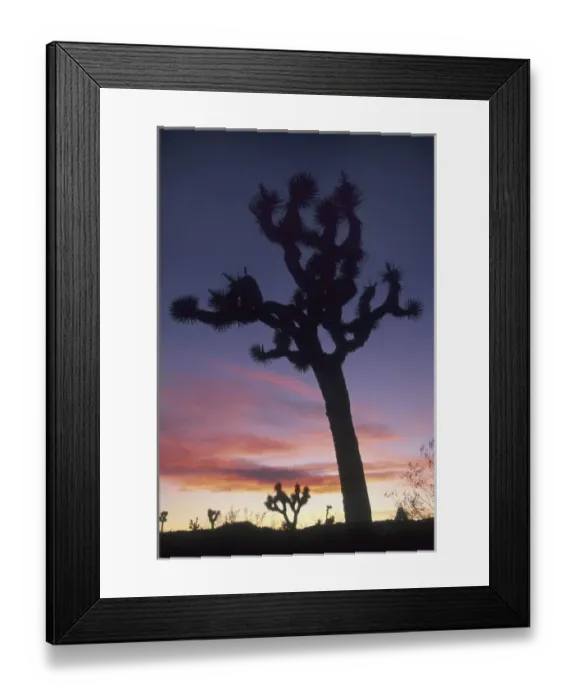 Framed Print : Joshua Trees at sunset (Yucca brevifolia) Hidden Valley, Joshua Tree National Park Framed Print : Joshua Trees at sunset (Yucca brevifolia) Hidden Valley, Joshua Tree National Park