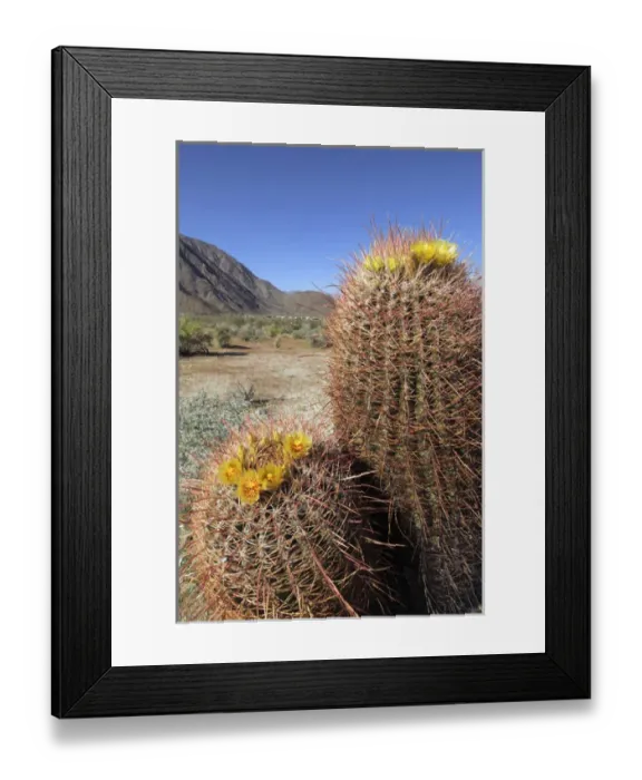 Framed Print : USA, California, San Diego County. Blooming Barrel Cactus at Anza-Borrego Desert Framed Print : USA, California, San Diego County. Blooming Barrel Cactus at Anza-Borrego Desert