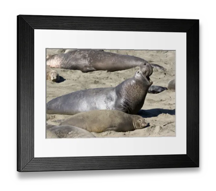 Framed Print : USA. California. San Simeon. Northern elephant seal (M. angustirostris) bellows to Framed Print : USA. California. San Simeon. Northern elephant seal (M. angustirostris) bellows to