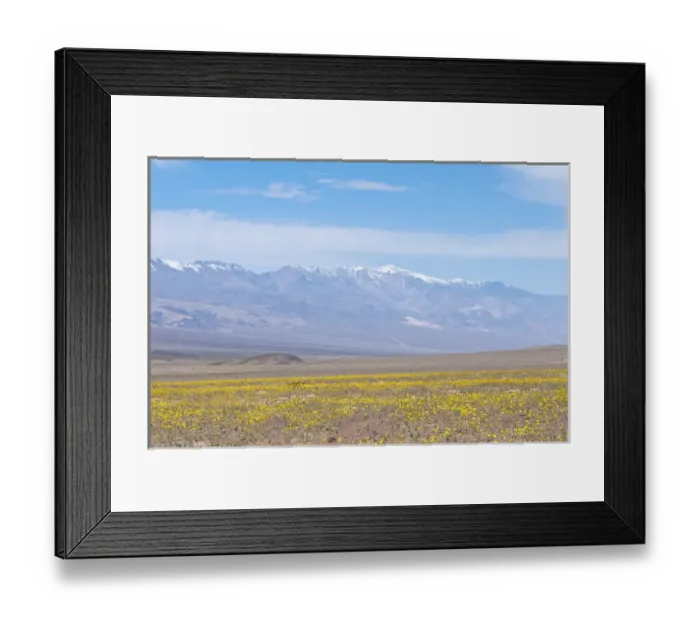 Framed Print : California. Desert Dandelion (Malacothrix californica), Death Valley National Park Framed Print : California. Desert Dandelion (Malacothrix californica), Death Valley National Park