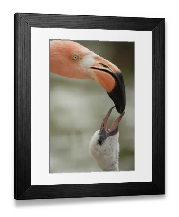 Framed Print : Caribbean Flamingo feeding chick with crop milk Phoenicopterus ruber ruber Framed Print : Caribbean Flamingo feeding chick with crop milk Phoenicopterus ruber ruber