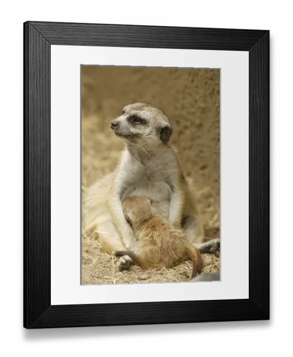 Framed Print : Slender-tailed Meerkat nursing young Suricata suricata hahni San Diego Zoo