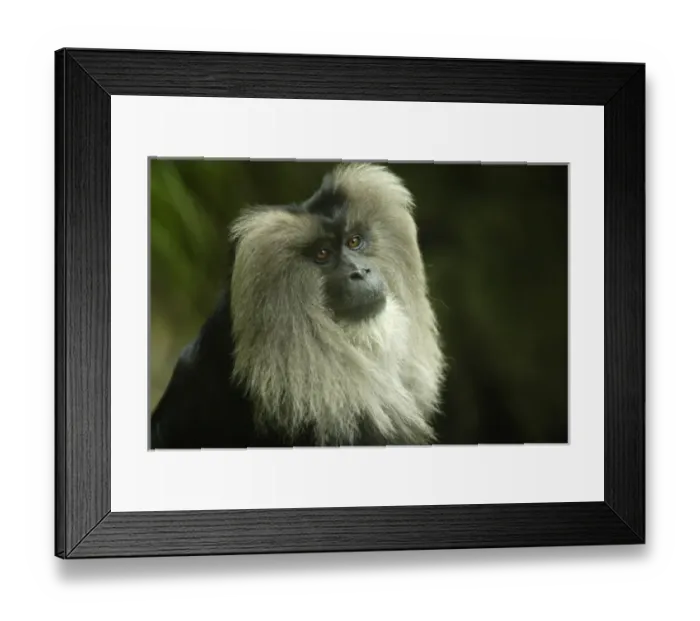 Framed Print : Lion-tailed Macaque Macaca silenus SW India, Endangered specie Framed Print : Lion-tailed Macaque Macaca silenus SW India, Endangered specie