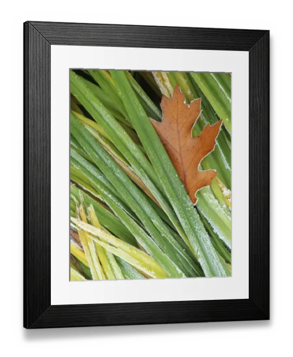 Framed Print : USA, Washington, Spokane County, Black Oak leaf and reeds with frost