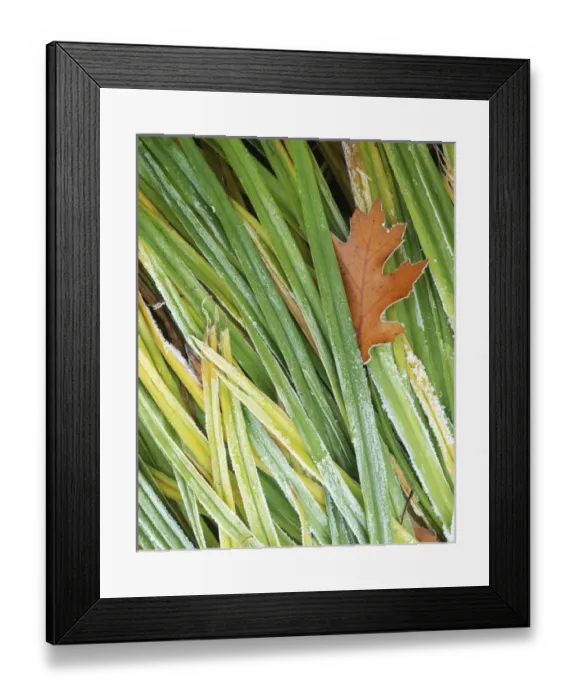 Framed Print : USA, Washington, Spokane County, Black Oak leaf and reeds with frost Framed Print : USA, Washington, Spokane County, Black Oak leaf and reeds with frost