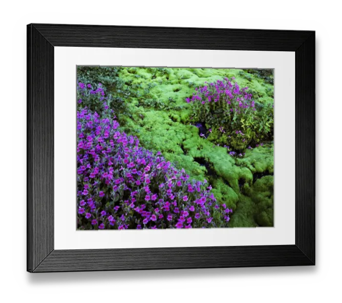 Framed Print : USA, Washington, Mt. Rainier National Parks, Lewis Monkeyflower