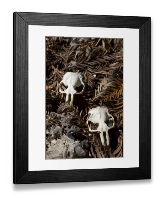 Framed Print : Rodent remains regurgitated by a barn owl, Tyto alba, UCSC Campus Natural Reserve Framed Print : Rodent remains regurgitated by a barn owl, Tyto alba, UCSC Campus Natural Reserve