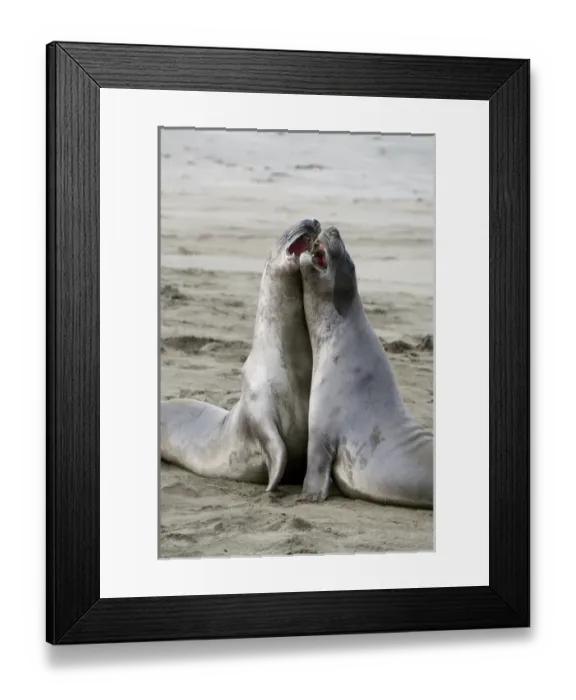 Framed Print : Juvenile northern elephant seals sparring, Mirounga angustirostris, San Luis Obispo