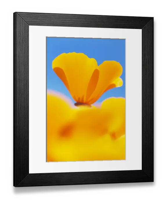 Framed Print : California poppies, Eschscholzia californica californica, San Simeon State Park