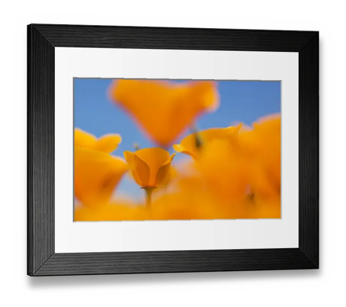 Framed Print : California poppies, Eschscholzia californica californica, San Simeon State Park Framed Print : California poppies, Eschscholzia californica californica, San Simeon State Park