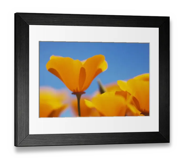 Framed Print : California poppies, Eschscholzia californica californica, San Simeon State Park Framed Print : California poppies, Eschscholzia californica californica, San Simeon State Park