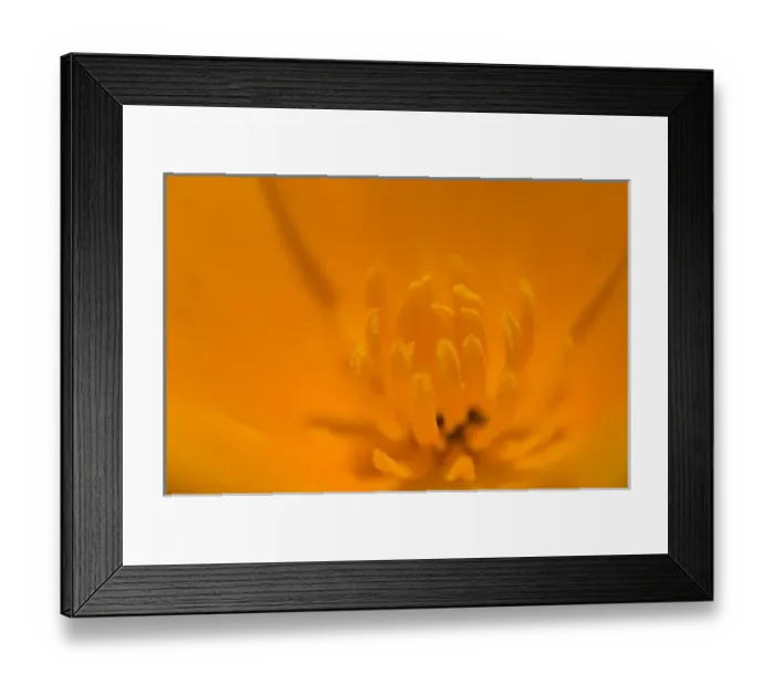 Framed Print : California poppy, Eschscholzia californica californica, San Simeon State Park, California Framed Print : California poppy, Eschscholzia californica californica, San Simeon State Park, California