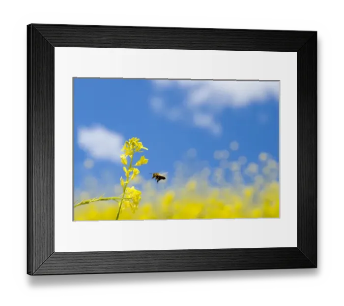 Framed Print : Bee and field mustard, Brassica campestris, Lafayette Reservoir, Lafayette, California